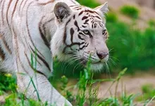 nature animals white tiger feline 1920x1200 wallpaper Art HD Wallpaper